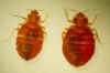 Bed Bugs